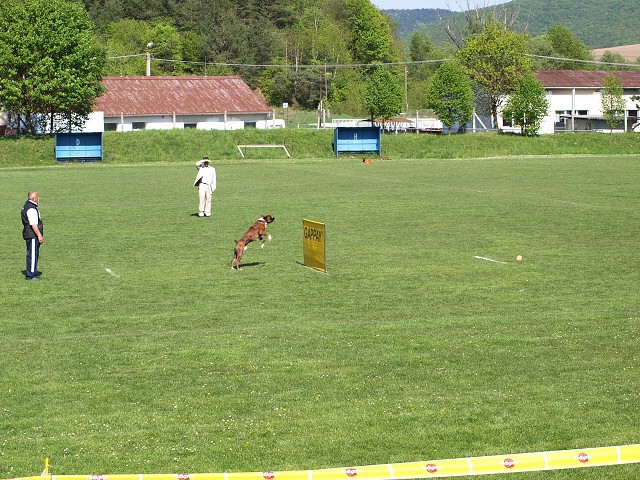 www.atibox.net * www.euroboxer.eu * www.boxergenealogia.eu